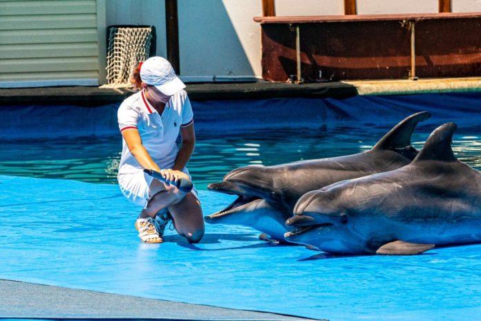 Стаття Крепкие хозяйственники: оккупанты демонтируют дельфинарий в Севастополе Ранкове місто. Крим