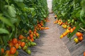 Стаття Кооператив «Овощи Станичников» из Луганщины обеспечивает овощами три области по Украине Ранкове місто. Крим