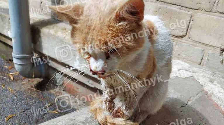 Стаття Ударами сломали челюсть: в Днепре жестко избили кота Рыжика Ранкове місто. Крим
