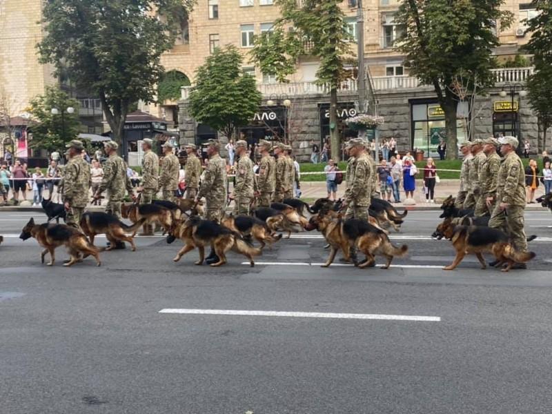 Стаття Другий день соцмережі зачаровані песиками, що братимуть участь в параді Ранкове місто. Крим