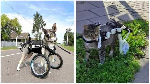 Стаття Второй шанс на жизнь: украинская компания делает инвалидные коляски для травмированных животных Ранкове місто. Крим