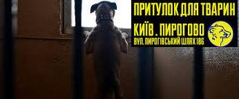 Стаття Більше тисячі врятованих у Києві собак можуть знову опинитися на вулиці Ранкове місто. Крим