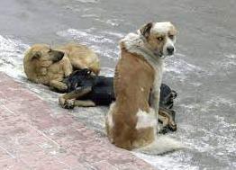 Стаття Маріупольців закликають допомогти тваринам перезимувати в теплі Ранкове місто. Крим