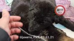 Стаття В Киеве неравнодушные люди спасли щенят, обреченных на жестокую смерть: фото и видео Ранкове місто. Крим