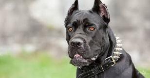 Стаття В Україні затвердили список небезпечних порід собак: що мають знати господарі? Ранкове місто. Крим
