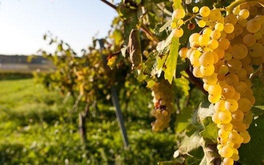 Стаття Не созреют: непогода в Крыму уничтожила виноградники Ранкове місто. Крим
