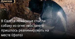 Стаття В Одессе пожарные спасли собаку из огня: хвостатого пришлось реанимировать на месте Ранкове місто. Крим