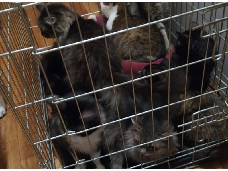 Стаття Киянка, яка прихистила 13 котів і три собаки з вулиці, благає по допомогу! Ранкове місто. Крим