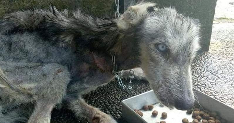 Стаття У Ботсаду Гришка жінка-охоронець рятує 48 собак та вовчицю, яких кинули люди Ранкове місто. Крим