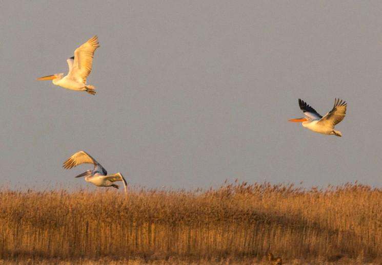 Стаття В Одесскую область прилетели редкие пеликаны Ранкове місто. Крим