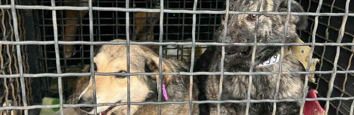 Стаття Из Одессы в Германию эвакуировали 30 бездомных животных Ранкове місто. Крим