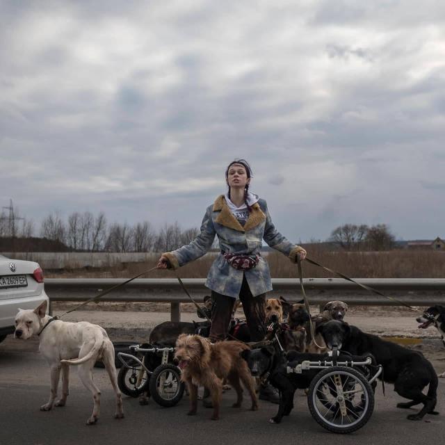 Стаття The Wall Street Journal опублікував фото дівчини, яка рятувала собак з інвалідністю з Ірпеня Ранкове місто. Крим