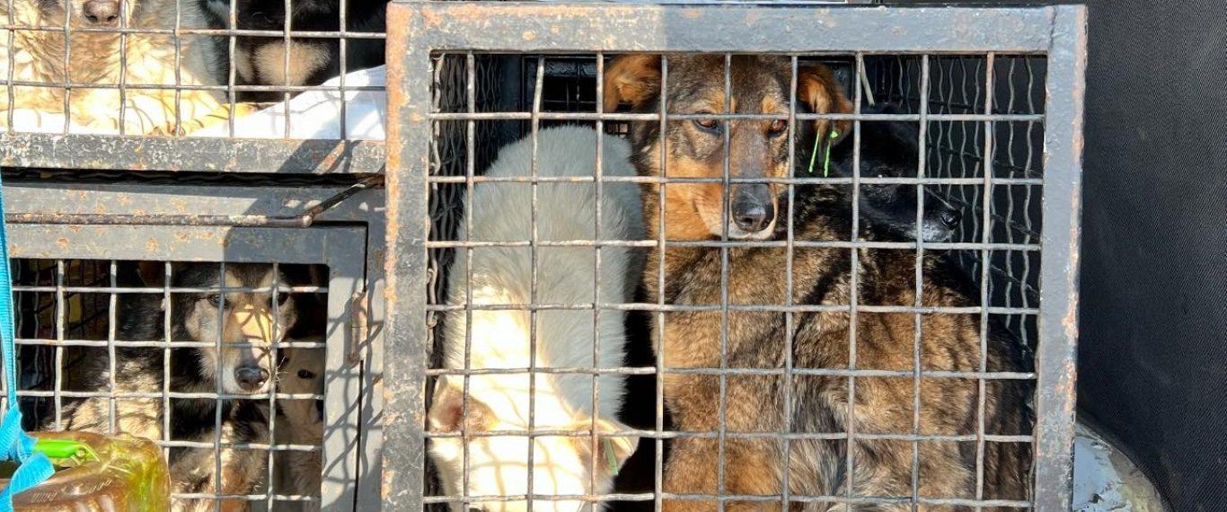 Стаття Из одесского приюта в Германию эвакуируют 29 собак Ранкове місто. Крим