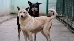 Стаття В Одессу привезли 20 тонн сухого корма для собак: его распределили между районами города и области Ранкове місто. Крим