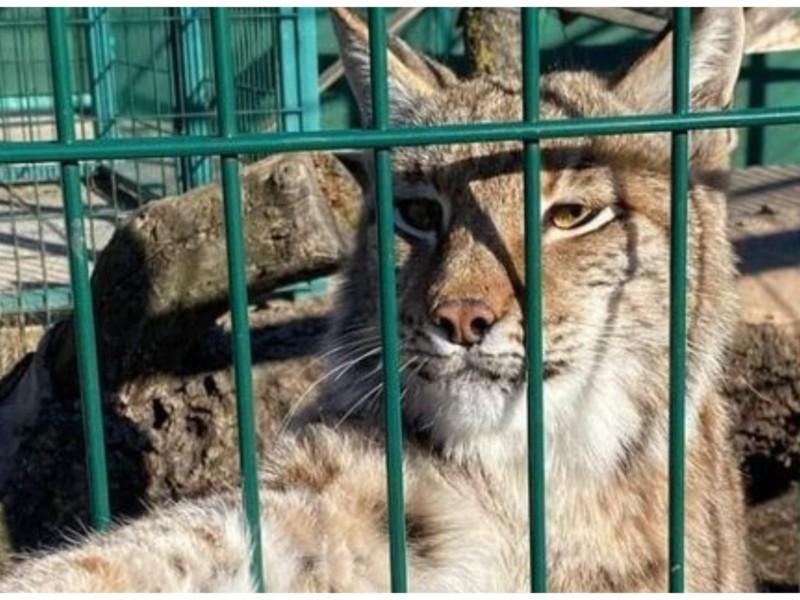 Стаття Тисяча тварин і птахів біопарку на Київщині можуть вмерти від голоду Ранкове місто. Крим