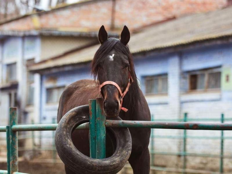Стаття В Києві врятували від голоду 300 коней з іподрому Ранкове місто. Крим