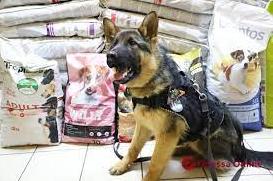 Стаття Служебным собакам ГПСУ передали помощь от волонтерских организаций Польши Ранкове місто. Крим