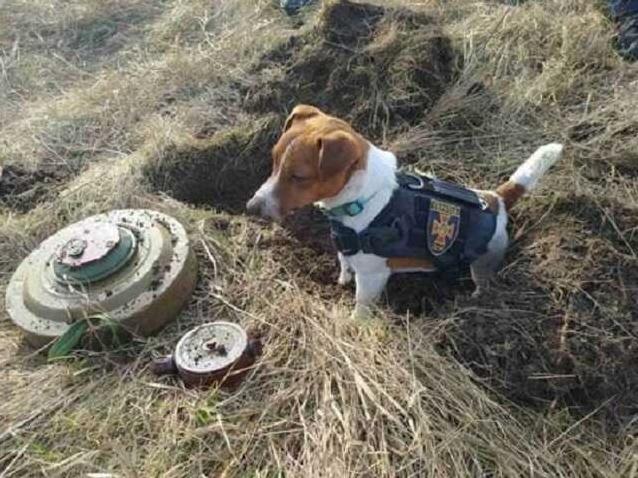 Стаття Везунчик Патрон: украинская собака-сапер стала звездой интернета Ранкове місто. Крим