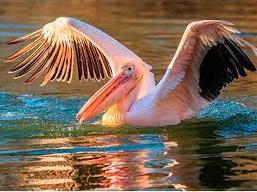 Стаття До Одещини завітали рожеві пелікани, - ФОТО Ранкове місто. Крим