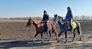 Стаття В Мариуполе волонтеры спасли из-под обстрелов лошадей и собирают помощь (фото) Ранкове місто. Крим