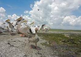 Стаття Несколько сотен пеликанов вернулись в дельту Днестра Ранкове місто. Крим