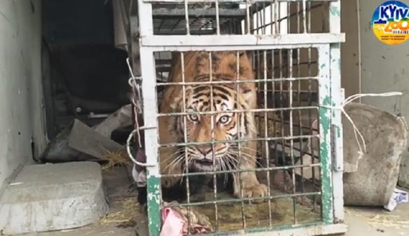 Стаття У Київський зоопарк привезли тигра із Фельдман Екопарку, який розбомбили російські орки Ранкове місто. Крим