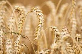 Стаття На мировых рынках объявили бойкот российской пшенице Ранкове місто. Крим