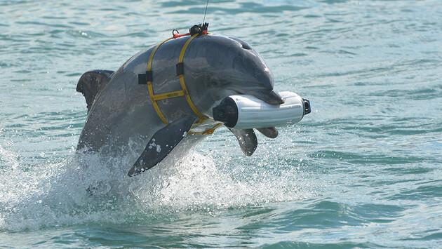 Стаття Крымские «дельфины-убийцы» и роспропаганда Ранкове місто. Крим