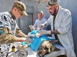 Статья В Украине заработал первый военный госпиталь ветеринарной медицины Утренний город. Крым