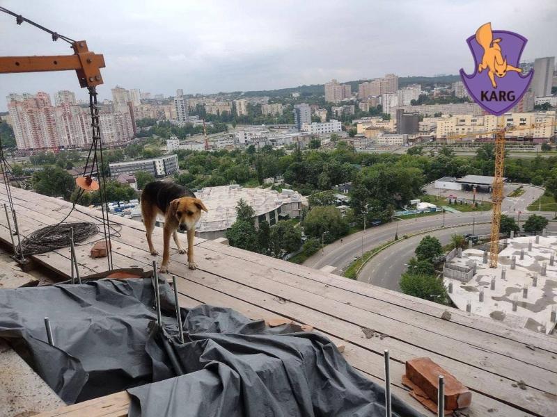 Стаття З 18-го поверху недобудови врятували пса-екстремала Ранкове місто. Крим