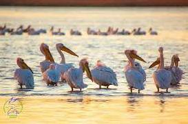 Стаття На Тилигульском лимане нашествие розовых пеликанов (фото) Утренний город. Крим