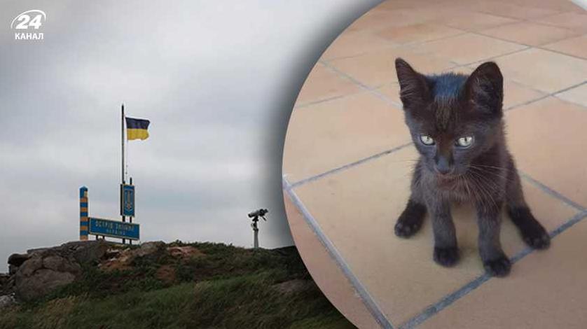 Стаття Врятований кіт з острова Зміїний отримав ім’я і нову домівку Ранкове місто. Крим