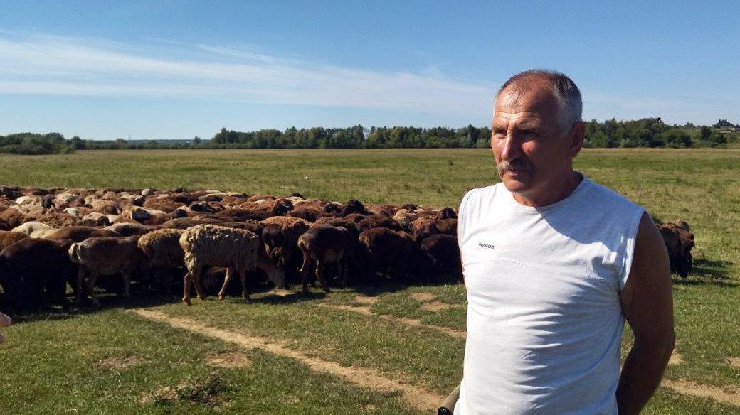 Статья Вівчар перегнав стадо овець з Донбасу на Волинь і врятував тварин Утренний город. Крым