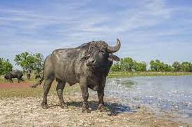 Статья Природоохоронну організацію видзначили за повернення водяного буйвола у Одеську область Утренний город. Крым