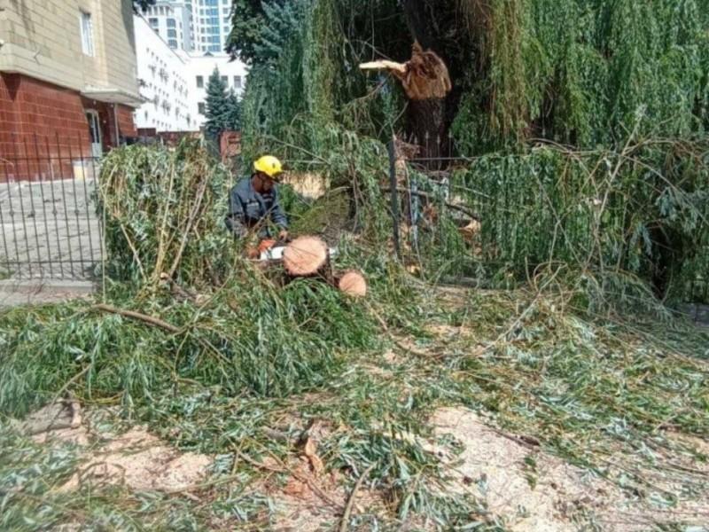 Статья Рятувальники, прибираючи повалене дерево, врятували пташеня Утренний город. Крым