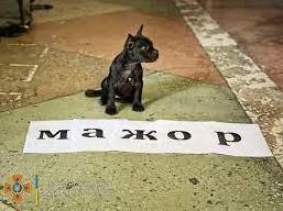 Стаття Подає надії стати професіоналом: одеського Мажора віддали на тренування (фото, відео) Ранкове місто. Крим