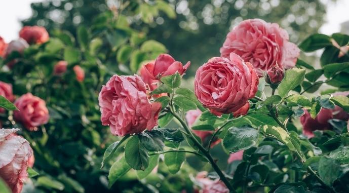 Статья У неймовірному селі Одещини почали роботу над формуванням трояндового парку Утренний город. Крым