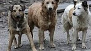 Стаття У Краматорську облаштували вольєр для тварин, яких покинули під час евакуації Ранкове місто. Крим