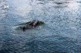 Стаття Що буде, якщо дельфінів не стане? Про допомогу дельфінам одеського узбережжя (фото) Утренний город. Крим