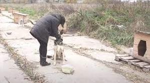 Стаття Волонтерки з Бахмута облаштовують притулок для собак на Дніпропетровщині: відео Утренний город. Крим