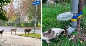 Стаття Годівнички, до яких стають у чергу: як креативна ініціатива допомагає тваринам Донеччини Ранкове місто. Крим