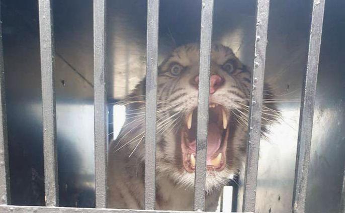 Стаття Білого тигра назве переможець аукціону: у столиці рятують тварину з Харкова Утренний город. Крим