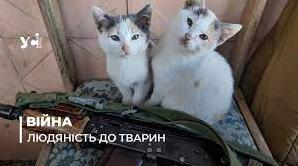 Стаття Чому українські військові активно рятують тварин? Утренний город. Крим