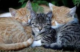 Стаття 17 лютого - це День котів - чудове свято Утренний город. Крим