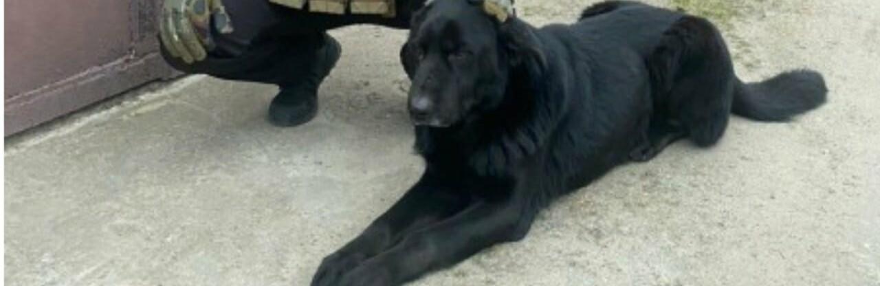 Стаття Блек сидів на ланцюгу серед руїн: одеські поліцейські врятували покинутого у Херсоні собаку Ранкове місто. Крим