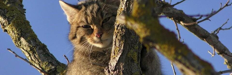 Стаття В Одеській області виявили червонокнижного лісового кота, - ФОТО Утренний город. Крим