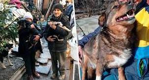 Стаття «Вивезла вісім безпритульних собак з Луганщини». Де шукати допомогу тим, хто рятує тварин Утренний город. Крим