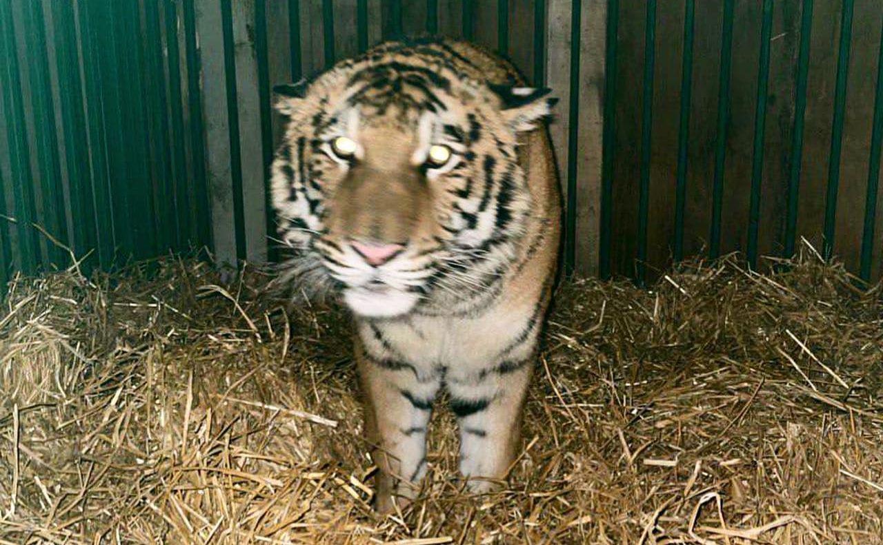 Стаття На Київщині передали тигра з приватного зоопарку до Центру порятунку Ранкове місто. Крим