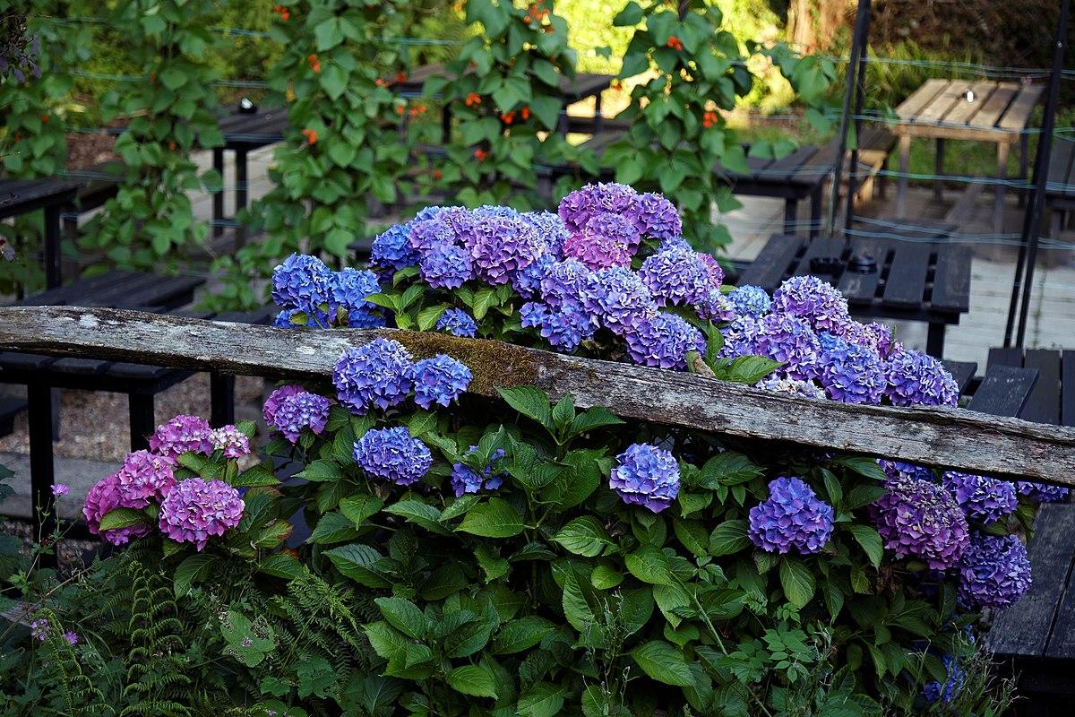 Стаття Три види садових рослин, які потрібно обрізати в квітні для сильного нового росту влітку Ранкове місто. Крим