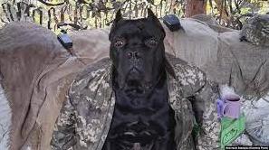 Стаття Відгриз лапу і прийшов до військових ЗСУ – щаслива історія повернення додому «собаки-рядового Васі» Ранкове місто. Крим